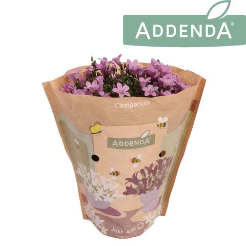 Campanula AMBELLA PINK