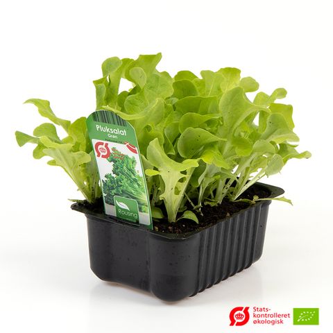 Lactuca sativa 'Green Salad Bowl'