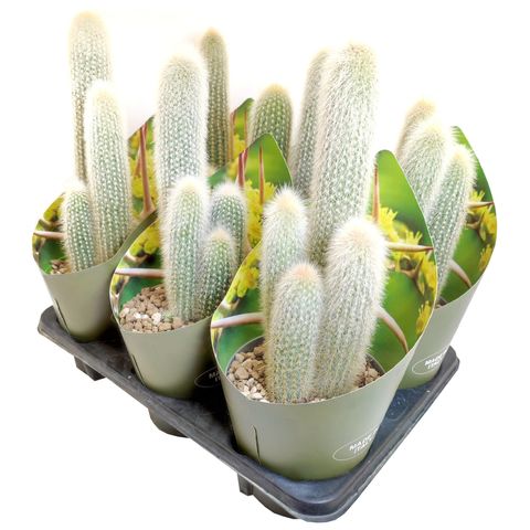 Cleistocactus straussii