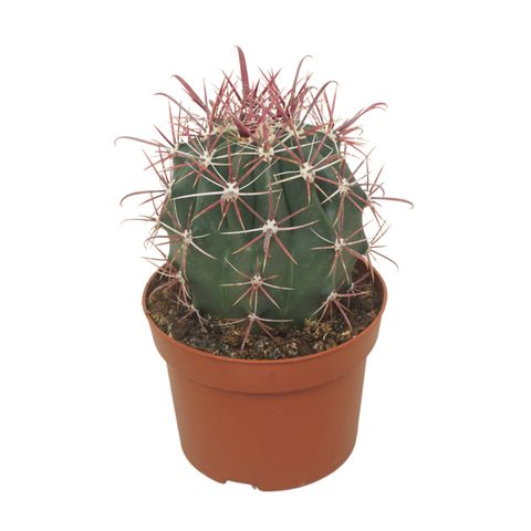 Ferocactus horridus