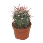 Ferocactus horridus