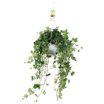 Hedera helix 'Pittsburgh'