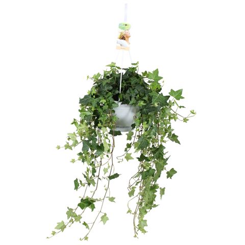 Hedera helix 'Pittsburgh'