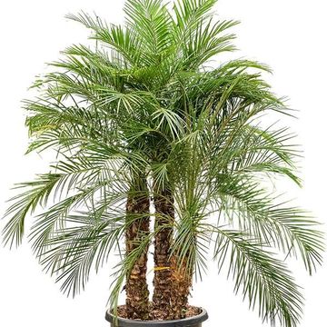 Phoenix roebelenii