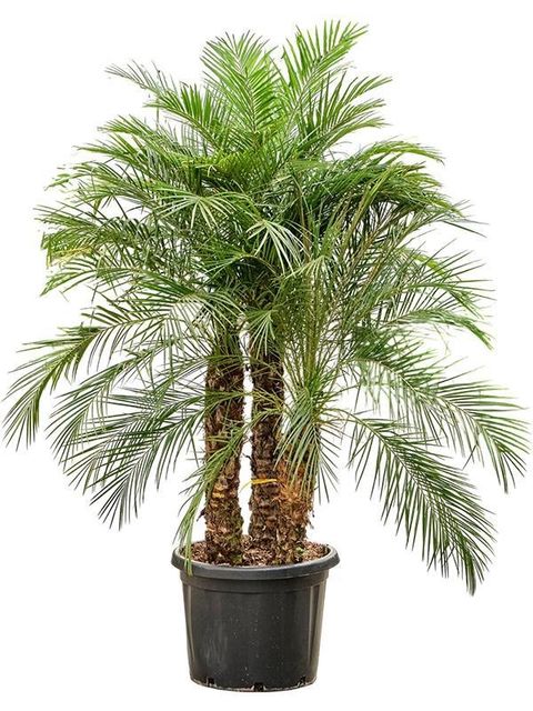 Phoenix roebelenii