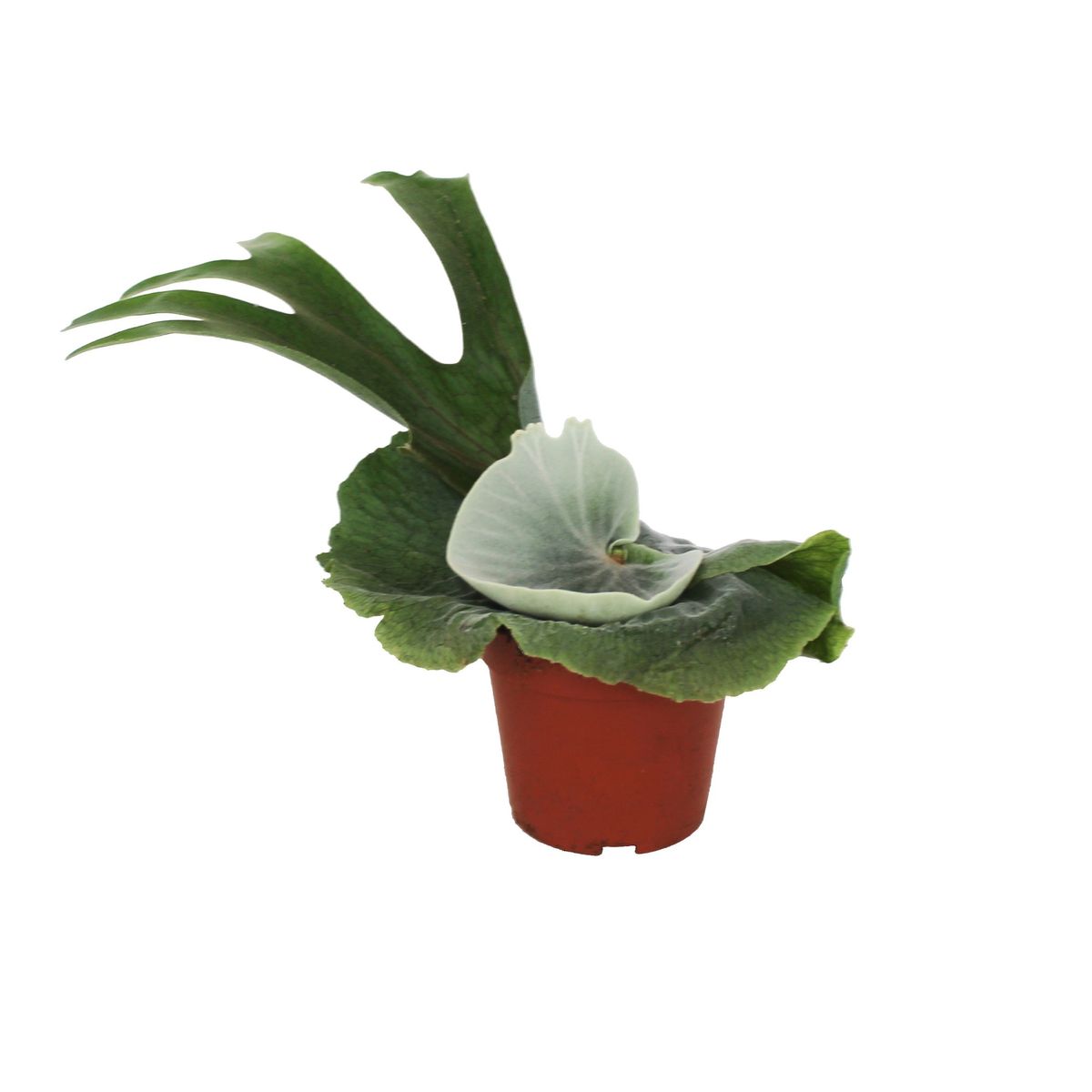 ◎＿◎；）☆ Platycerium superbum (Dwarf) 板付け Platycerium