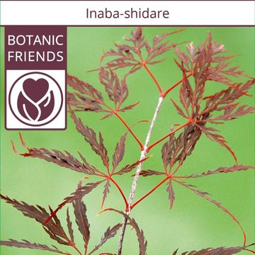 Acer palmatum 'Inaba-shidare'
