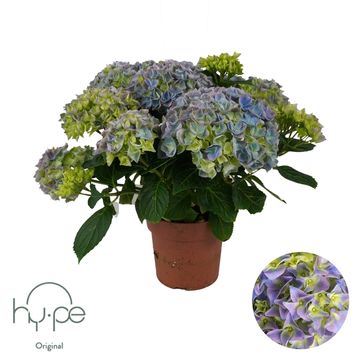 Hydrangea macrophylla MOPHEAD BLUE