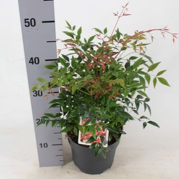 Nandina domestica 'Gulf Stream'