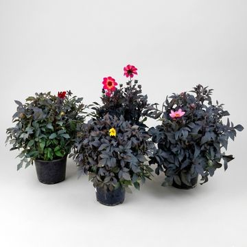 Dahlia HAPPY DAYS MIX
