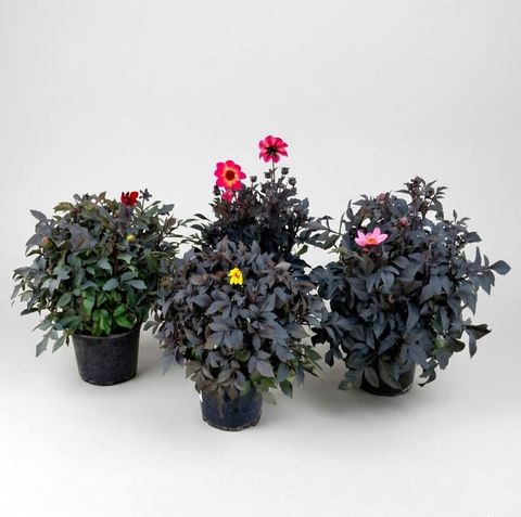 Dahlia HAPPY DAYS MIX