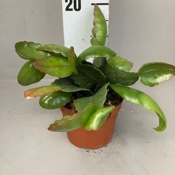 Rhipsalis pachyptera rubra
