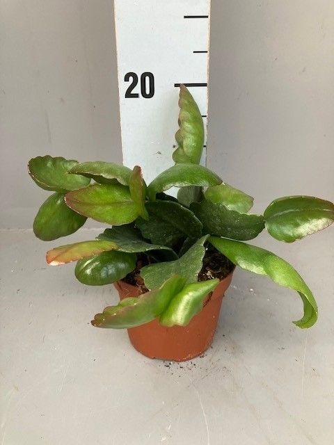 Rhipsalis pachyptera rubra