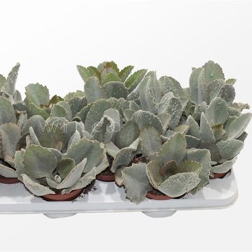 Kalanchoe beharensis