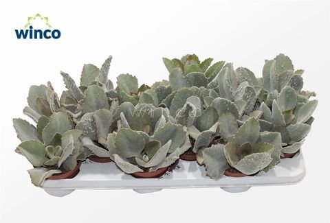 Kalanchoe beharensis