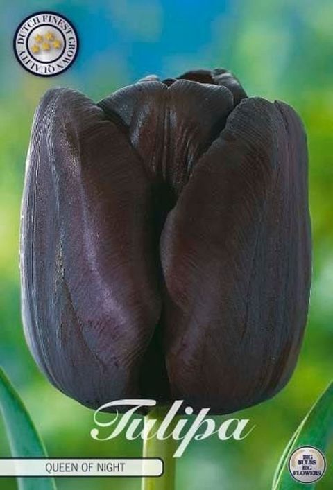 Tulipa 'Queen of Night'