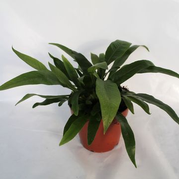 Aglaomorpha coronans