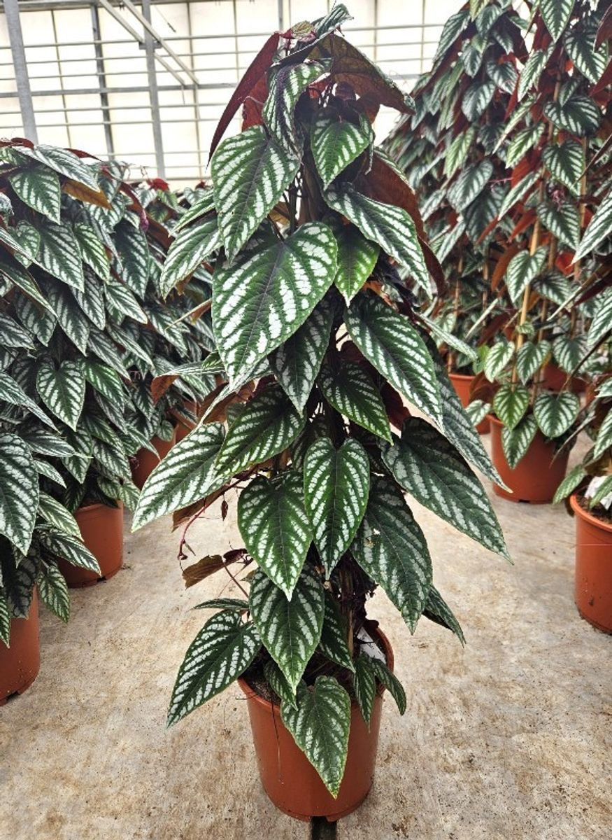 ダイナスティー　DYNASTY LISA5 elysium リサ5 エリシウム Cissus discolor — Рослини оптом FlorAccess