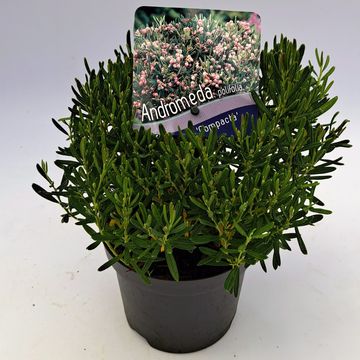 Andromeda polifolia 'Compacta'