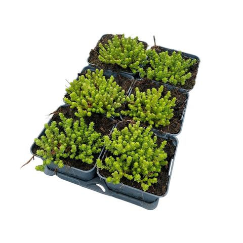 Sedum acre 'Yellow Queen'