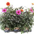 Dahlia HAPPY DAYS MIX