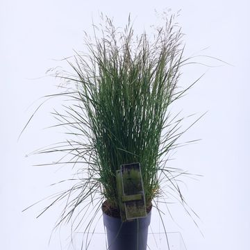 Deschampsia cespitosa 'Tardiflora'