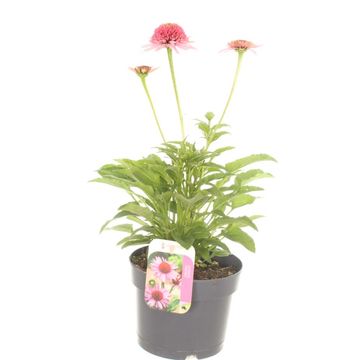 Echinacea SOMBRERO DOUBLE PINK