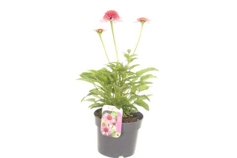 Echinacea SOMBRERO DOUBLE PINK
