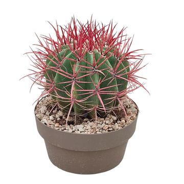 Ferocactus stainesii