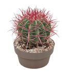 Ferocactus stainesii