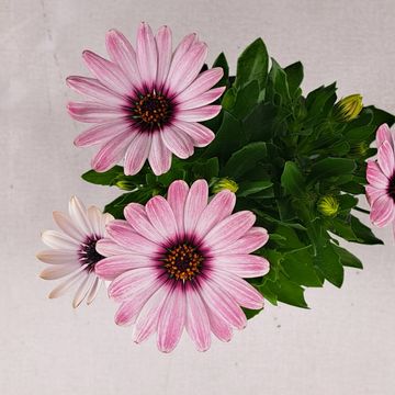Osteospermum SEÑORITA QUINTY