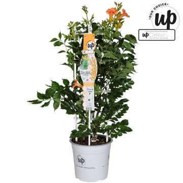 Campsis x tagliabuana 'Summer in Orange'