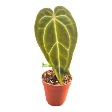 Anthurium DocBlock Anthurium Brown Derby® '39' X Brown Derby® '39'