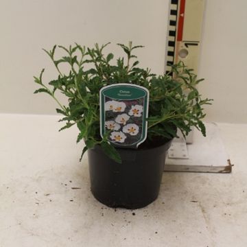 Cistus x florentinus