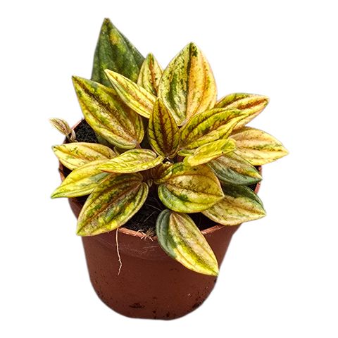 Peperomia caperata 'Rosso'