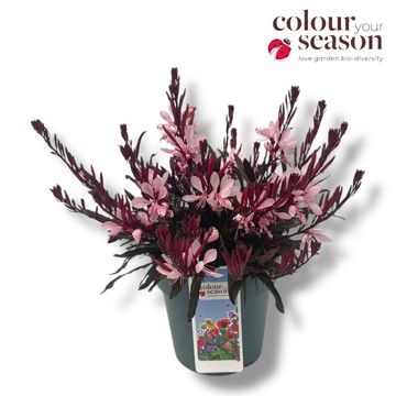 Gaura lindheimeri GAUDI ROSE