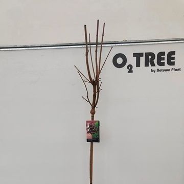 Acer platanoides 'Crimson Sentry'