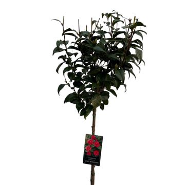 Camellia reticulata 'Mary Williams'