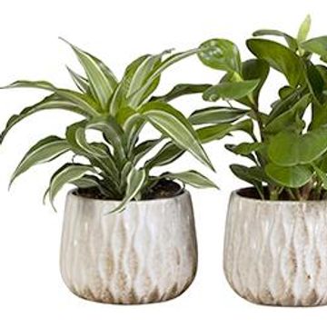 Plantas o interior MIX