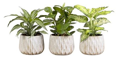 Houseplants MIX