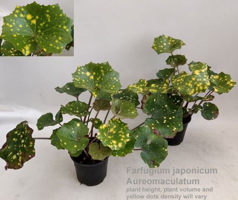 Farfugium japonicum 'Aureomaculata'