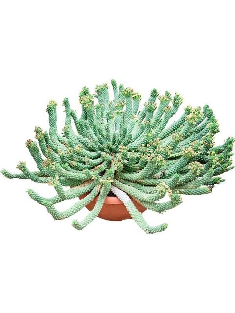 Euphorbia caput-medusae