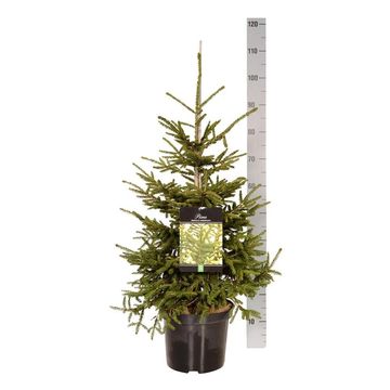 Picea orientalis 'Aureospicata'