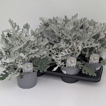 Senecio 'Winter Whisper'