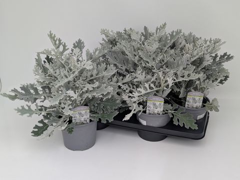 Senecio 'Winter Whisper'