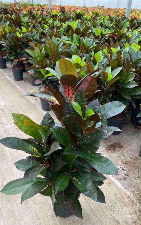 Codiaeum variegatum 'Mrs Iceton'
