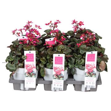 Saxifraga cortusifolia DANCING PIXIES TALLY