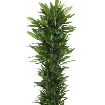 Dracaena fragrans 'Janet Lind'