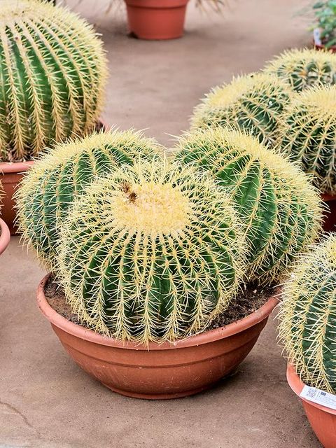 Echinocactus grusonii