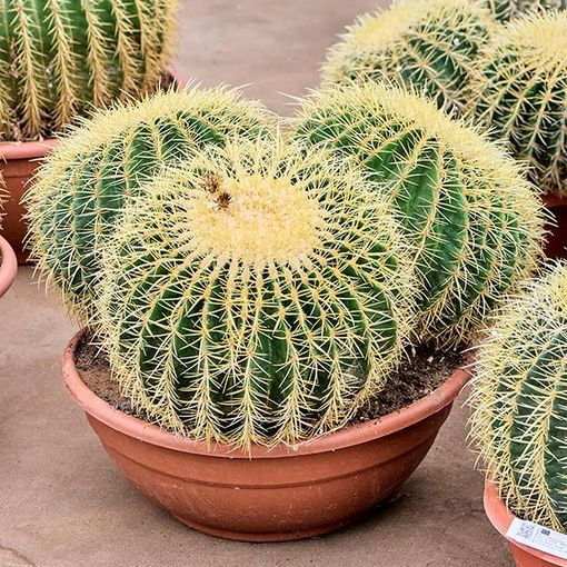 Echinocactus grusonii